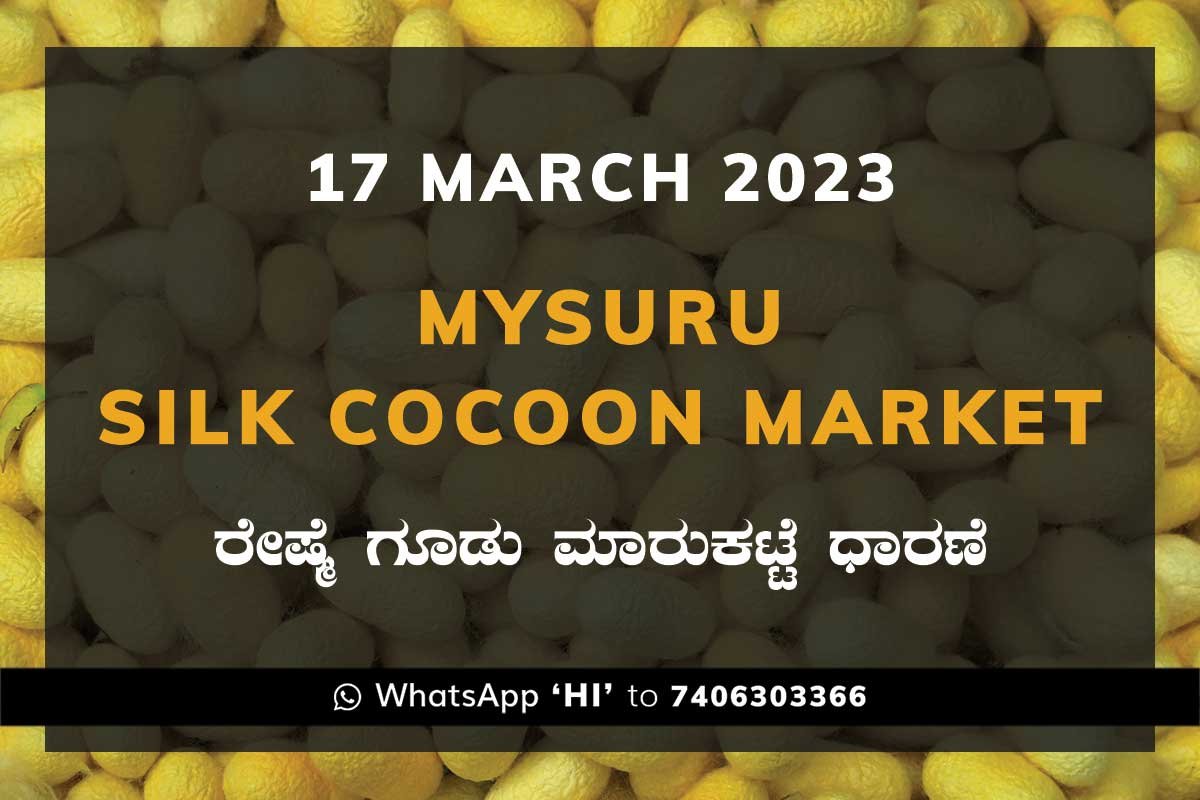 17MAR23Ka2i Mysuru Mysore Silk Cocoon Market Price Rate ಮೈಸೂರು ರೇಷ್ಮೆ ಗೂಡು ಮಾರುಕಟ್ಟೆ ಧಾರಣೆ