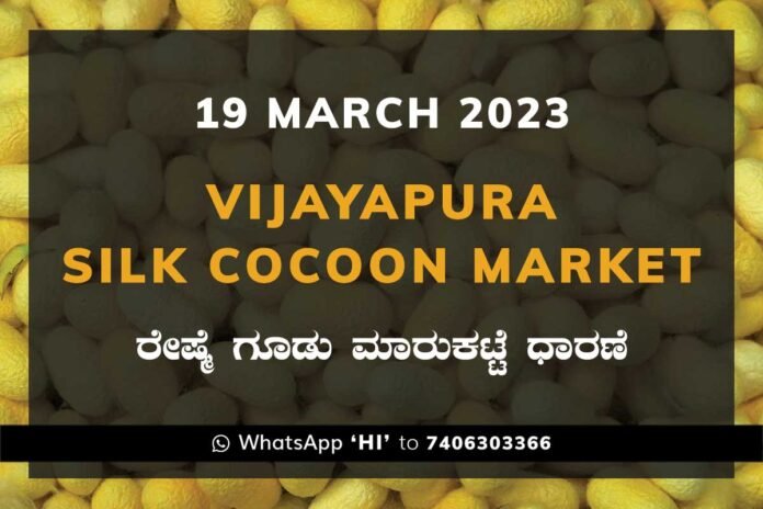 19MAR23Ka2g Vijayapura Silk Cocoon Market Price Rate ವಿಜಯಪುರ ರೇಷ್ಮೆ ಗೂಡು ಮಾರುಕಟ್ಟೆ ಧಾರಣೆ