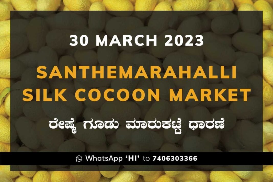 Sidlaghatta Silk Cocoon Market Price Rate ಶಿಡ್ಲಘಟ್ಟ ರೇಷ್ಮೆ ಗೂಡು ಮಾರುಕಟ್ಟೆ ಧಾರಣೆ