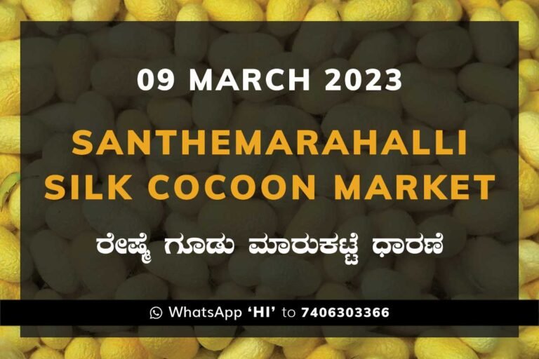 Silk Santhemarahalli Santemarahalli Government Cocoon Market