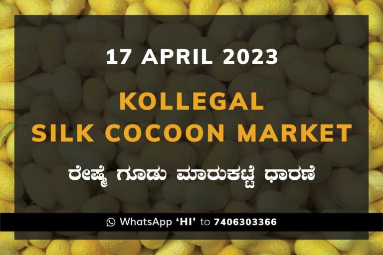 Kollegal Silk Cocoon Market Price Rate ಕೊಳ್ಳೇಗಾಲ ರೇಷ್ಮೆ ಗೂಡು ಮಾರುಕಟ್ಟೆ ಧಾರಣೆ