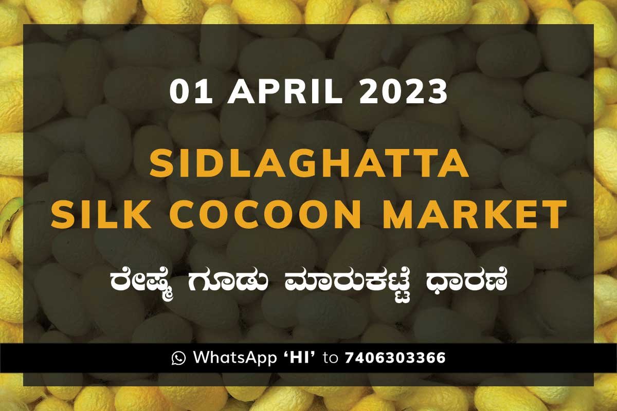 1APR23Ka2f Sidlaghatta Silk Cocoon Market Price Rate ಶಿಡ್ಲಘಟ್ಟ ರೇಷ್ಮೆ ಗೂಡು ಮಾರುಕಟ್ಟೆ ಧಾರಣೆ