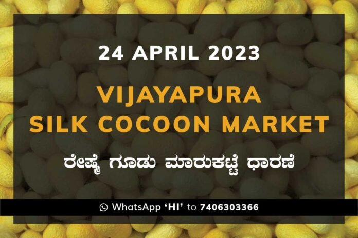 24APR23Ka2c Vijayapura Silk Cocoon Market Price Rate ವಿಜಯಪುರ ರೇಷ್ಮೆ ಗೂಡು ಮಾರುಕಟ್ಟೆ ಧಾರಣೆ