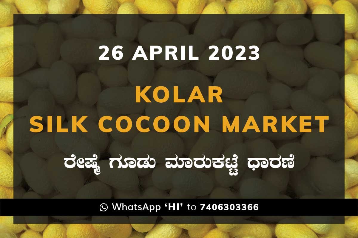 26APR23Ka2g Kolar Silk Cocoon Market Price Rate ಕೋಲಾರ ರೇಷ್ಮೆ ಗೂಡು ಮಾರುಕಟ್ಟೆ ಧಾರಣೆ