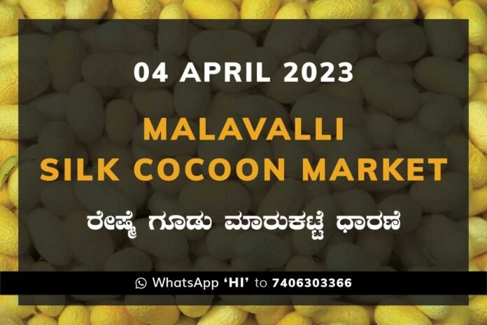 4APR23Ka2f Malavalli Silk Cocoon Market Price Rate ಮಳವಳ್ಳಿ ರೇಷ್ಮೆ ಗೂಡು ಮಾರುಕಟ್ಟೆ ಧಾರಣೆ
