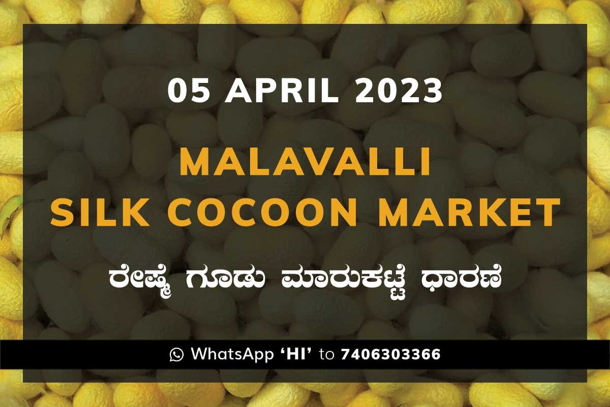 Malavalli Silk Cocoon Market Price Rate ಮಳವಳ್ಳಿ ರೇಷ್ಮೆ ಗೂಡು ಮಾರುಕಟ್ಟೆ ಧಾರಣೆ