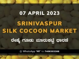 Srinivaspur Silk Cocoon Market Price Rate ಶ್ರೀನಿವಾಸಪುರ ರೇಷ್ಮೆ ಗೂಡು ಮಾರುಕಟ್ಟೆ ಧಾರಣೆ