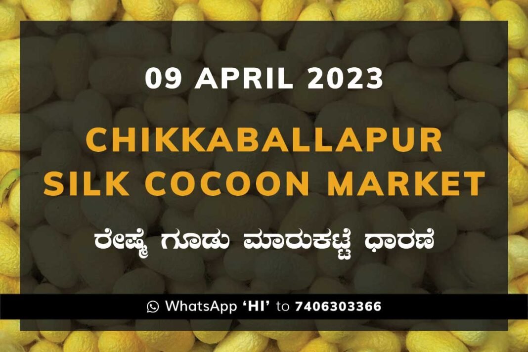 Chikkaballapur Silk Cocoon Market Price Rate ಚಿಕ್ಕಬಳ್ಳಾಪುರ ರೇಷ್ಮೆ ಗೂಡು ಮಾರುಕಟ್ಟೆ ಧಾರಣೆ