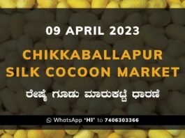 Chikkaballapur Silk Cocoon Market Price Rate ಚಿಕ್ಕಬಳ್ಳಾಪುರ ರೇಷ್ಮೆ ಗೂಡು ಮಾರುಕಟ್ಟೆ ಧಾರಣೆ