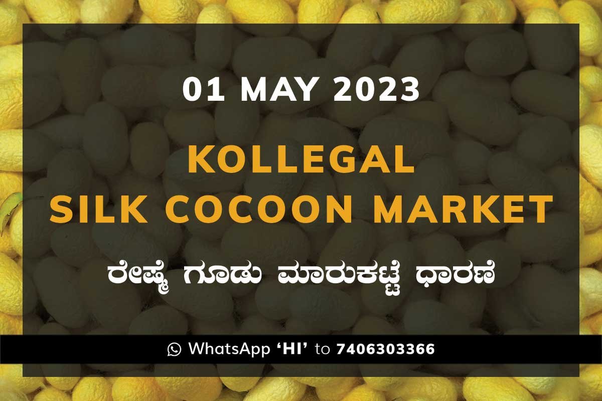 01MAY23Ka2c Kollegal Silk Cocoon Market Price Rate ಕೊಳ್ಳೇಗಾಲ ರೇಷ್ಮೆ ಗೂಡು ಮಾರುಕಟ್ಟೆ ಧಾರಣೆ