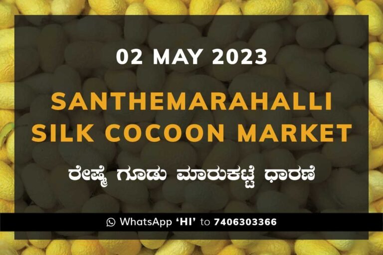 Silk Santhemarahalli Santemarahalli Government Cocoon Market