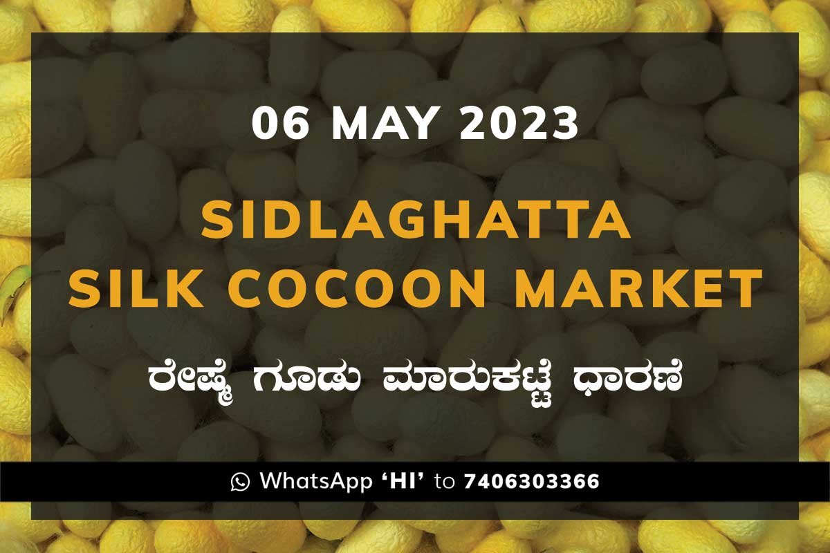 06MAY23Ka2a Sidlaghatta Silk Cocoon Market Price Rate ಶಿಡ್ಲಘಟ್ಟ ರೇಷ್ಮೆ ಗೂಡು ಮಾರುಕಟ್ಟೆ ಧಾರಣೆ