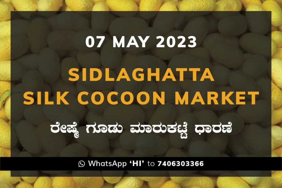 Sidlaghatta Silk Cocoon Market Price Rate ಶಿಡ್ಲಘಟ್ಟ ರೇಷ್ಮೆ ಗೂಡು ಮಾರುಕಟ್ಟೆ ಧಾರಣೆ