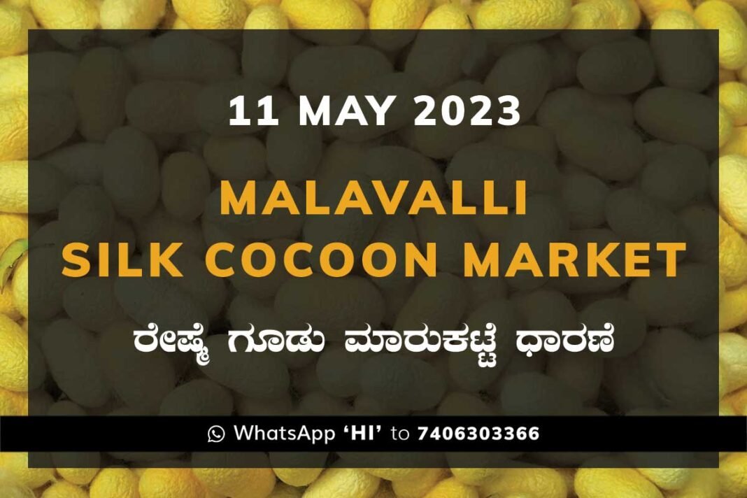 Malavalli Silk Cocoon Market Price Rate ಮಳವಳ್ಳಿ ರೇಷ್ಮೆ ಗೂಡು ಮಾರುಕಟ್ಟೆ ಧಾರಣೆ
