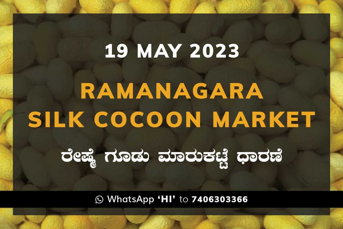 19MAY23Ka2b Ramanagara Silk Cocoon Market ರಾಮನಗರ ರೇಷ್ಮೆ ಗೂಡು ಮಾರುಕಟ್ಟೆ ಧಾರಣೆ