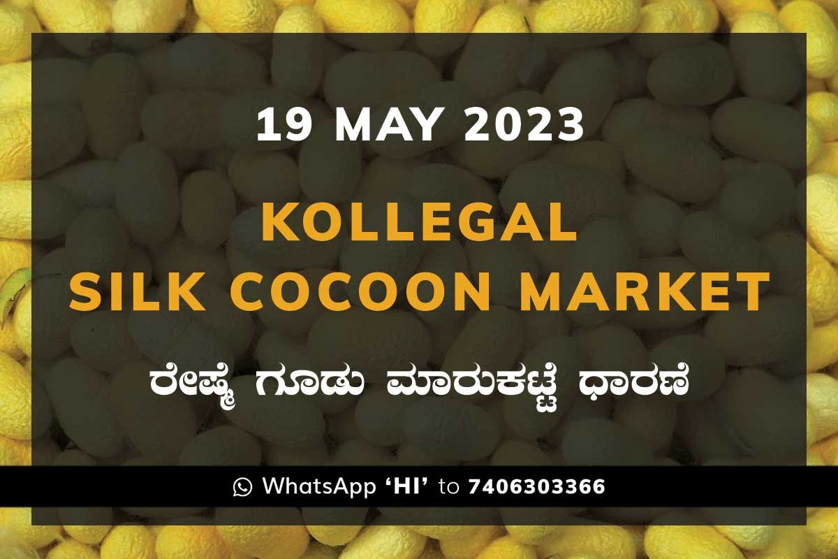 19MAY23Ka2c Kollegal Silk Cocoon Market Price Rate ಕೊಳ್ಳೇಗಾಲ ರೇಷ್ಮೆ ಗೂಡು ಮಾರುಕಟ್ಟೆ ಧಾರಣೆ