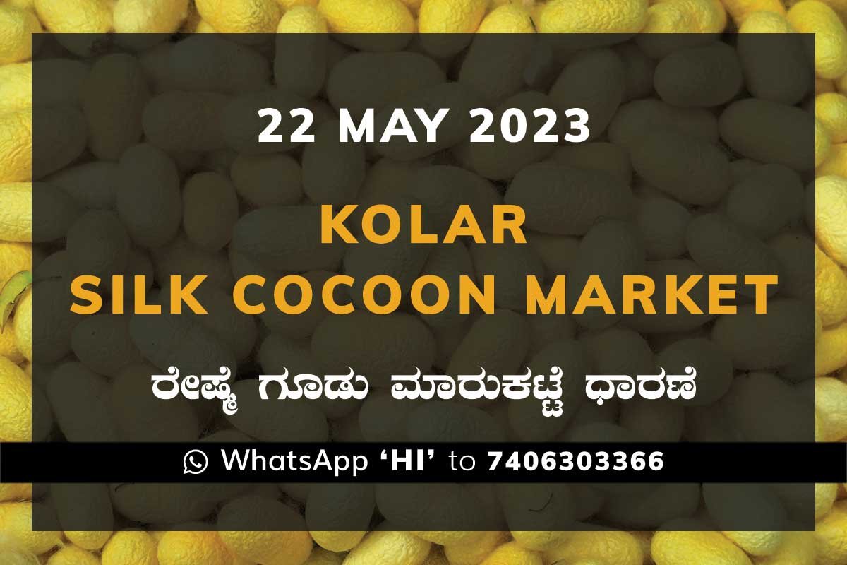 22MayKa02g Kolar Silk Cocoon Market Price Rate ಕೋಲಾರ ರೇಷ್ಮೆ ಗೂಡು ಮಾರುಕಟ್ಟೆ ಧಾರಣೆ
