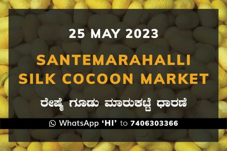 Silk Santhemarahalli Santemarahalli Government Cocoon Market