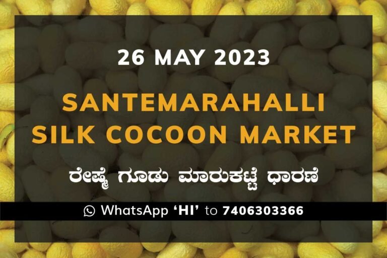 Silk Santhemarahalli Santemarahalli Government Cocoon Market
