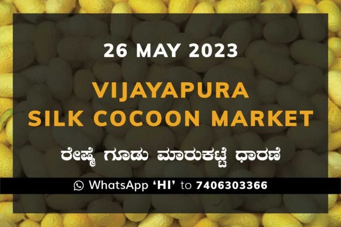 Vijayapura Silk Cocoon Market Price Rate ವಿಜಯಪುರ ರೇಷ್ಮೆ ಗೂಡು ಮಾರುಕಟ್ಟೆ ಧಾರಣೆ