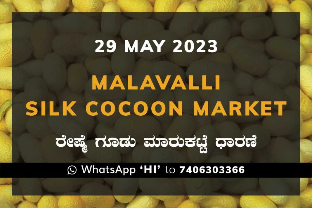 Malavalli Silk Cocoon Market Price Rate ಮಳವಳ್ಳಿ ರೇಷ್ಮೆ ಗೂಡು ಮಾರುಕಟ್ಟೆ ಧಾರಣೆ