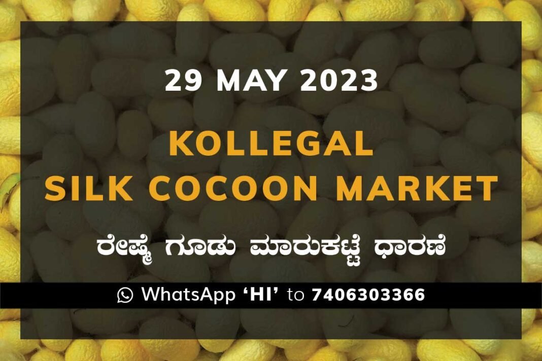 Kollegal Silk Cocoon Market Price Rate ಕೊಳ್ಳೇಗಾಲ ರೇಷ್ಮೆ ಗೂಡು ಮಾರುಕಟ್ಟೆ ಧಾರಣೆ