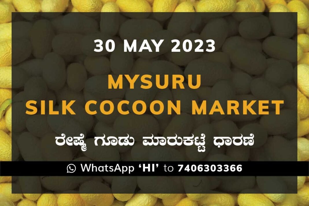Mysuru Mysore Silk Cocoon Market Price Rate ಮೈಸೂರು ರೇಷ್ಮೆ ಗೂಡು ಮಾರುಕಟ್ಟೆ ಧಾರಣೆ