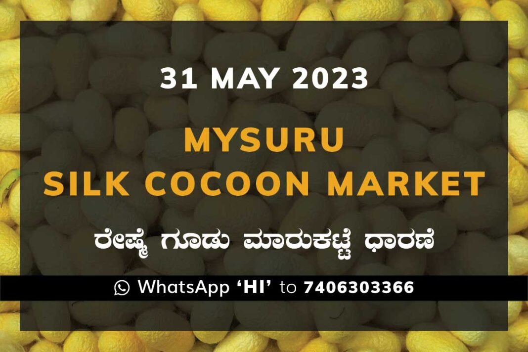 Mysuru Mysore Silk Cocoon Market Price Rate ಮೈಸೂರು ರೇಷ್ಮೆ ಗೂಡು ಮಾರುಕಟ್ಟೆ ಧಾರಣೆ