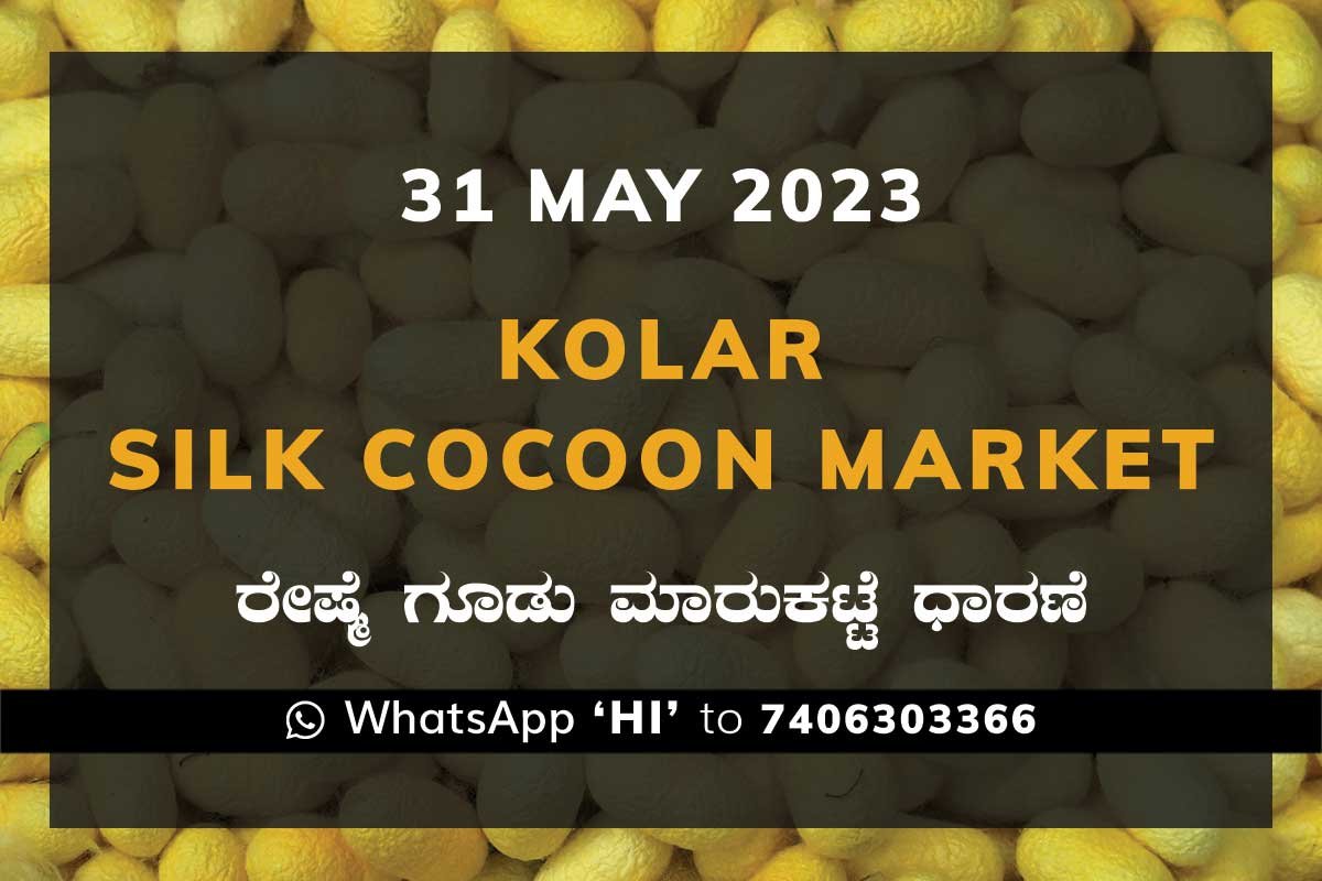 31MayKa02g Kolar Silk Cocoon Market Price Rate ಕೋಲಾರ ರೇಷ್ಮೆ ಗೂಡು ಮಾರುಕಟ್ಟೆ ಧಾರಣೆ