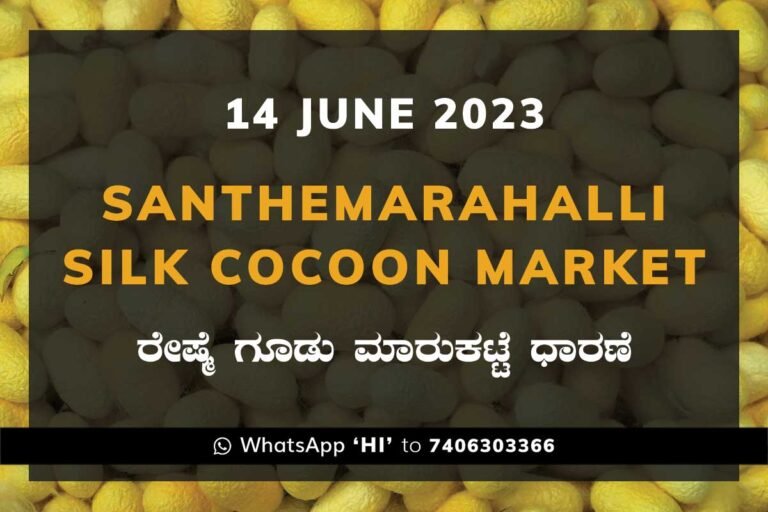 Silk Santhemarahalli Santemarahalli Government Cocoon Market