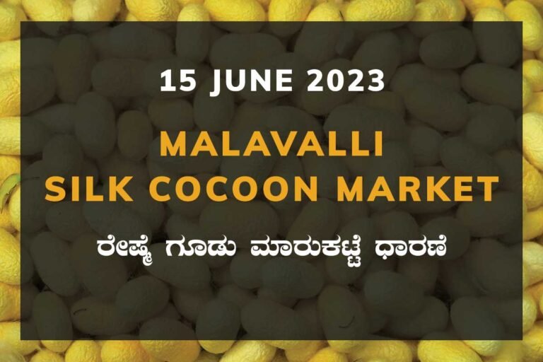 Malavalli Silk Cocoon Market Price Rate ಮಳವಳ್ಳಿ ರೇಷ್ಮೆ ಗೂಡು ಮಾರುಕಟ್ಟೆ ಧಾರಣೆ