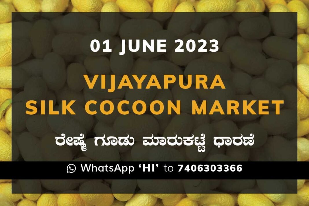 Vijayapura Silk Cocoon Market Price Rate ವಿಜಯಪುರ ರೇಷ್ಮೆ ಗೂಡು ಮಾರುಕಟ್ಟೆ ಧಾರಣೆ