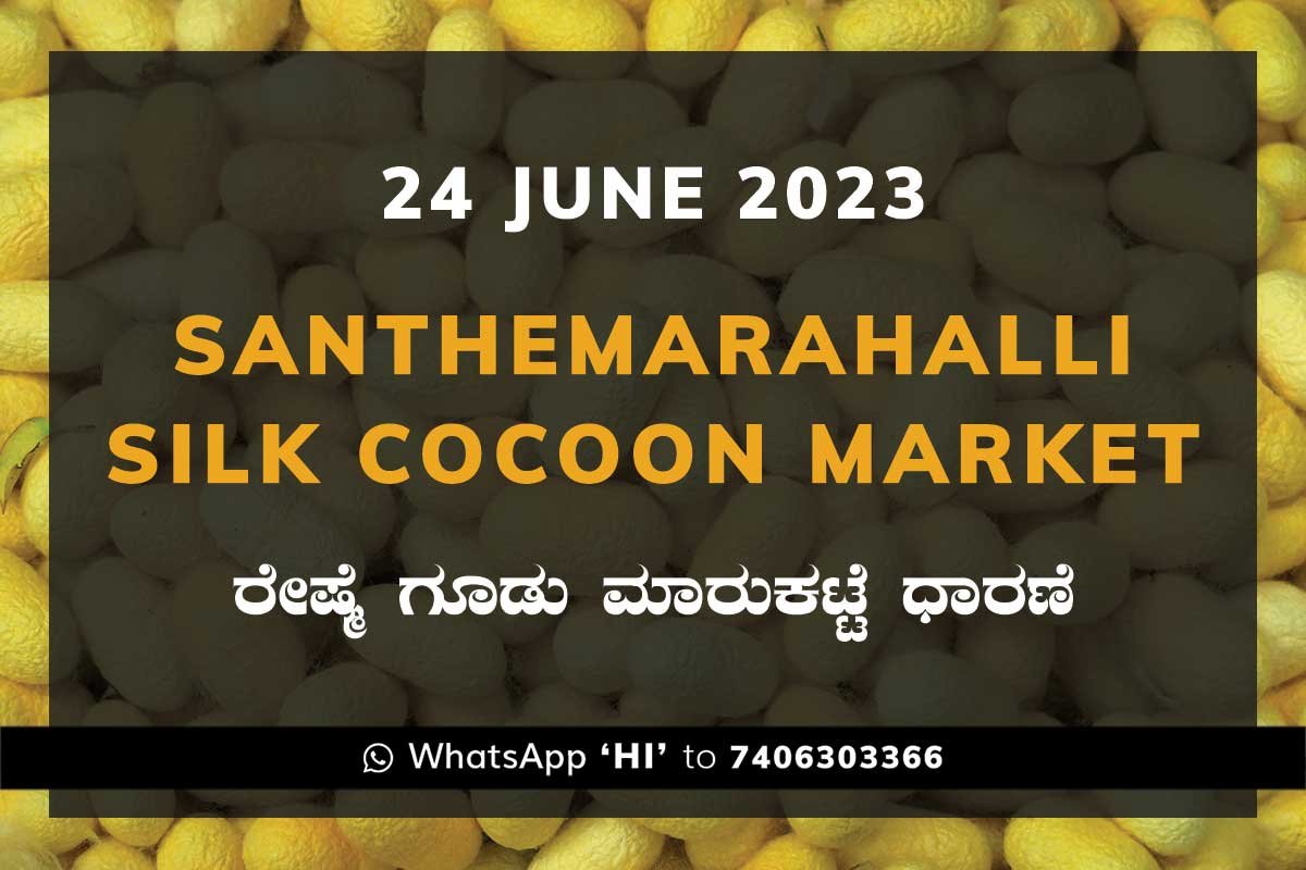 24JunKa02a Silk Santhemarahalli Santemarahalli Government Cocoon Market