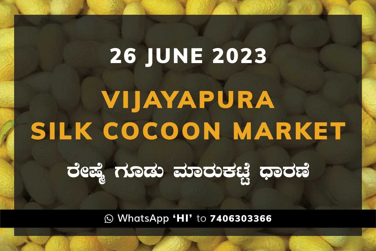 26JunKa02e Vijayapura Silk Cocoon Market Price Rate ವಿಜಯಪುರ ರೇಷ್ಮೆ ಗೂಡು ಮಾರುಕಟ್ಟೆ ಧಾರಣೆ