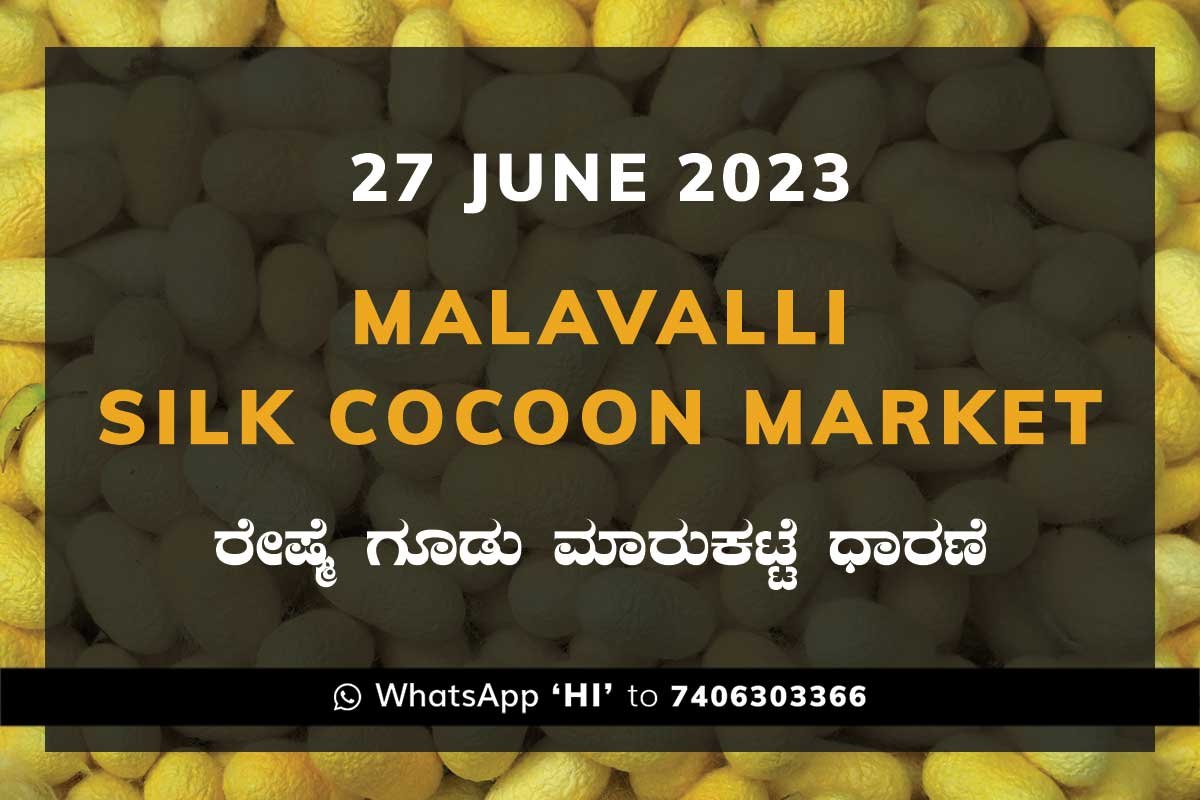 27JunKa02c Malavalli Silk Cocoon Market Price Rate ಮಳವಳ್ಳಿ ರೇಷ್ಮೆ ಗೂಡು ಮಾರುಕಟ್ಟೆ ಧಾರಣೆ