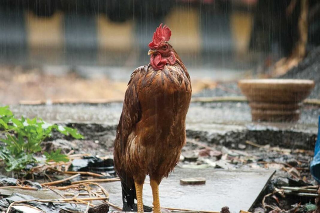 Karnataka Rain Monsoon Heavy Rainfall Prediction