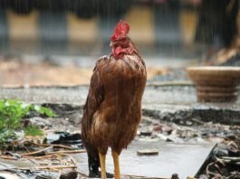 Karnataka Rain Monsoon Heavy Rainfall Prediction