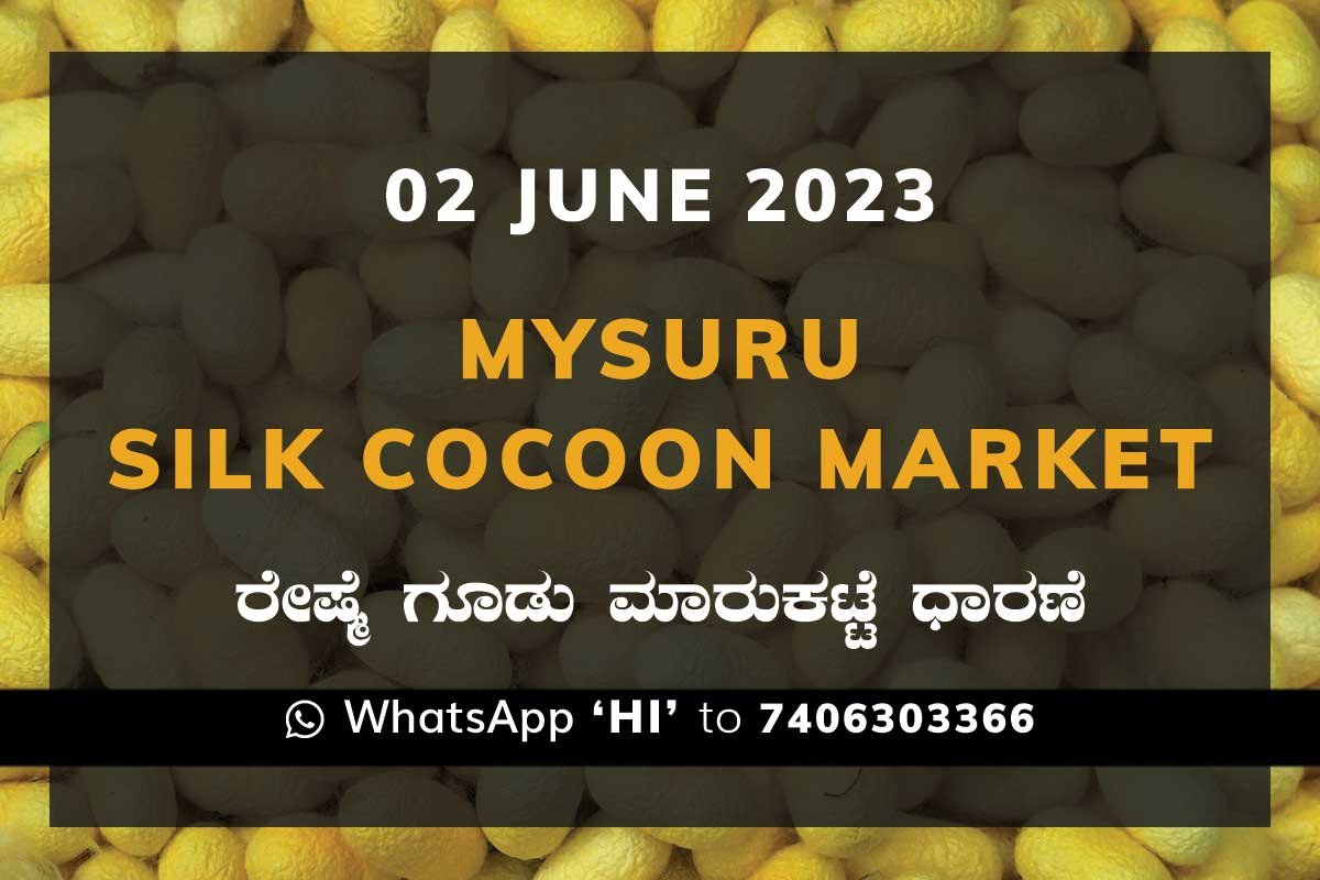 Mysuru Mysore Silk Cocoon Market Price Rate ಮೈಸೂರು ರೇಷ್ಮೆ ಗೂಡು ಮಾರುಕಟ್ಟೆ ಧಾರಣೆ