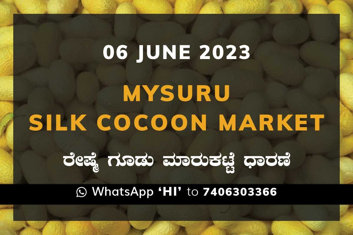 6junKa02c Mysuru Mysore Silk Cocoon Market Price Rate ಮೈಸೂರು ರೇಷ್ಮೆ ಗೂಡು ಮಾರುಕಟ್ಟೆ ಧಾರಣೆ