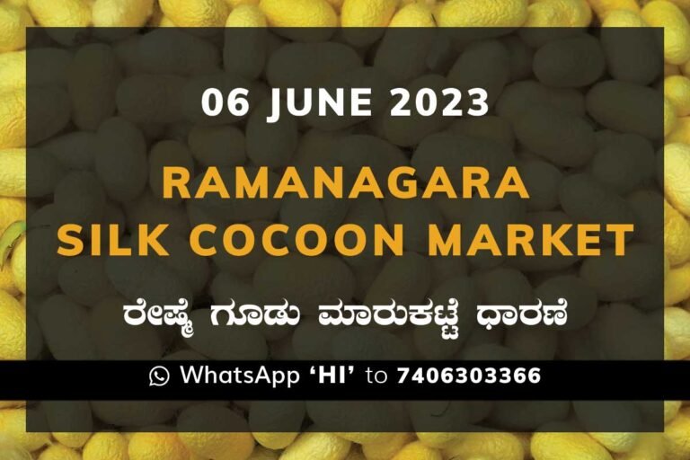 Ramanagara Silk Cocoon Market ರಾಮನಗರ ರೇಷ್ಮೆ ಗೂಡು ಮಾರುಕಟ್ಟೆ ಧಾರಣೆ