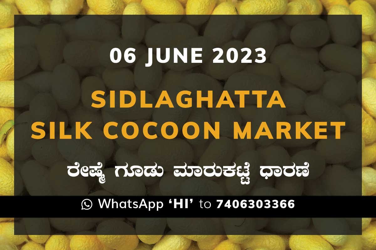6junKa0fe Sidlaghatta Silk Cocoon Market Price Rate ಶಿಡ್ಲಘಟ್ಟ ರೇಷ್ಮೆ ಗೂಡು ಮಾರುಕಟ್ಟೆ ಧಾರಣೆ