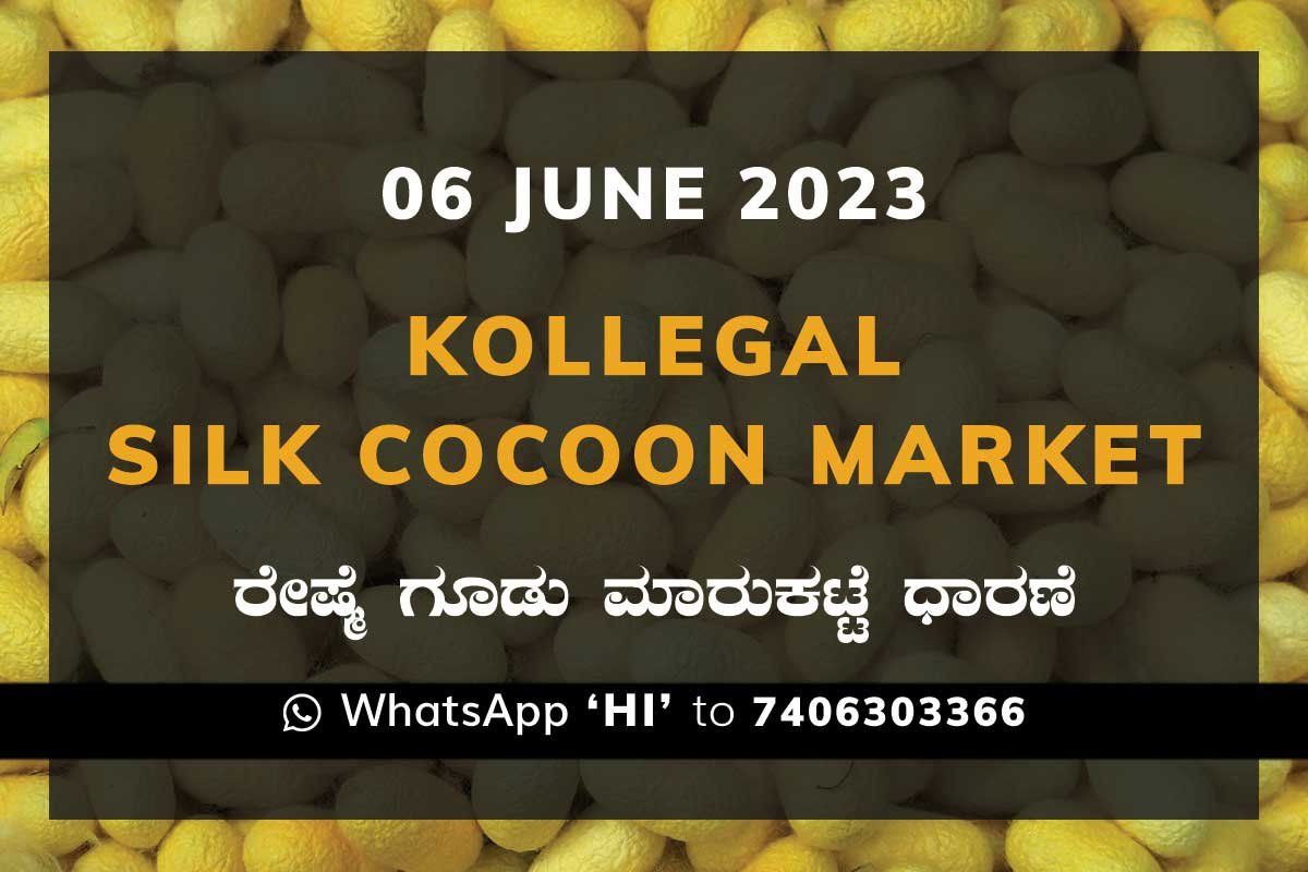 6junKage Kollegal Silk Cocoon Market Price Rate ಕೊಳ್ಳೇಗಾಲ ರೇಷ್ಮೆ ಗೂಡು ಮಾರುಕಟ್ಟೆ ಧಾರಣೆ