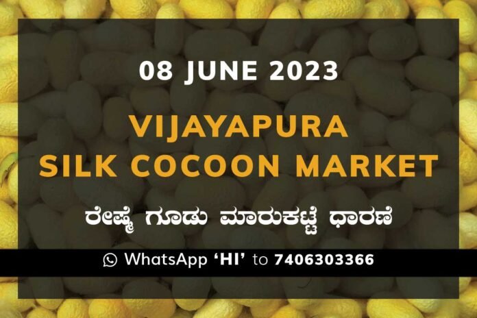 Vijayapura Silk Cocoon Market Price Rate ವಿಜಯಪುರ ರೇಷ್ಮೆ ಗೂಡು ಮಾರುಕಟ್ಟೆ ಧಾರಣೆ