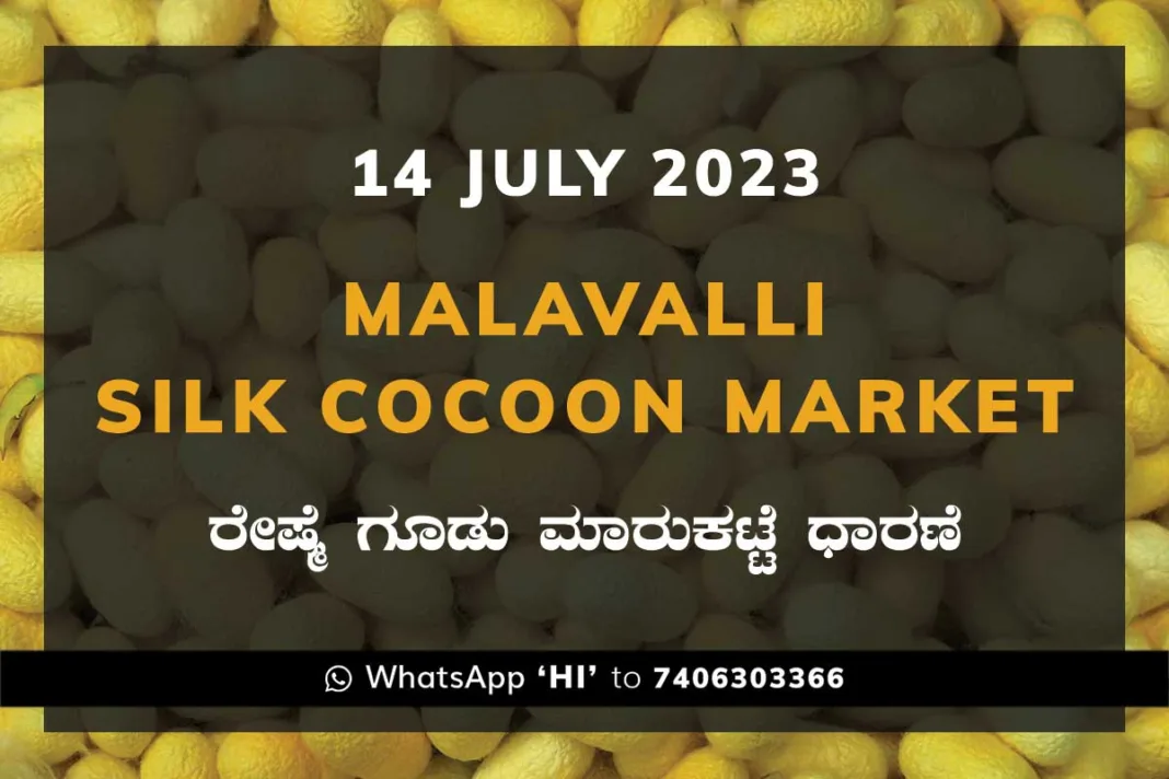Malavalli Silk Cocoon Market Price Rate ಮಳವಳ್ಳಿ ರೇಷ್ಮೆ ಗೂಡು ಮಾರುಕಟ್ಟೆ ಧಾರಣೆ
