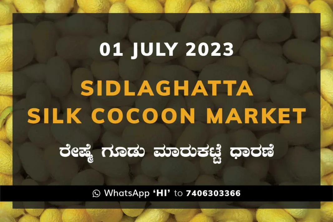 Sidlaghatta Silk Cocoon Market Price Rate ಶಿಡ್ಲಘಟ್ಟ ರೇಷ್ಮೆ ಗೂಡು ಮಾರುಕಟ್ಟೆ ಧಾರಣೆ