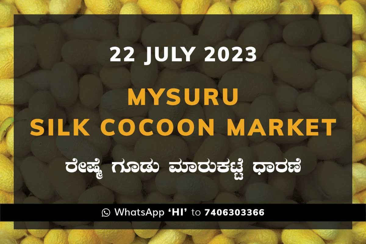 22JulKa02f Mysuru Mysore Silk Cocoon Market Price Rate ಮೈಸೂರು ರೇಷ್ಮೆ ಗೂಡು ಮಾರುಕಟ್ಟೆ ಧಾರಣೆ