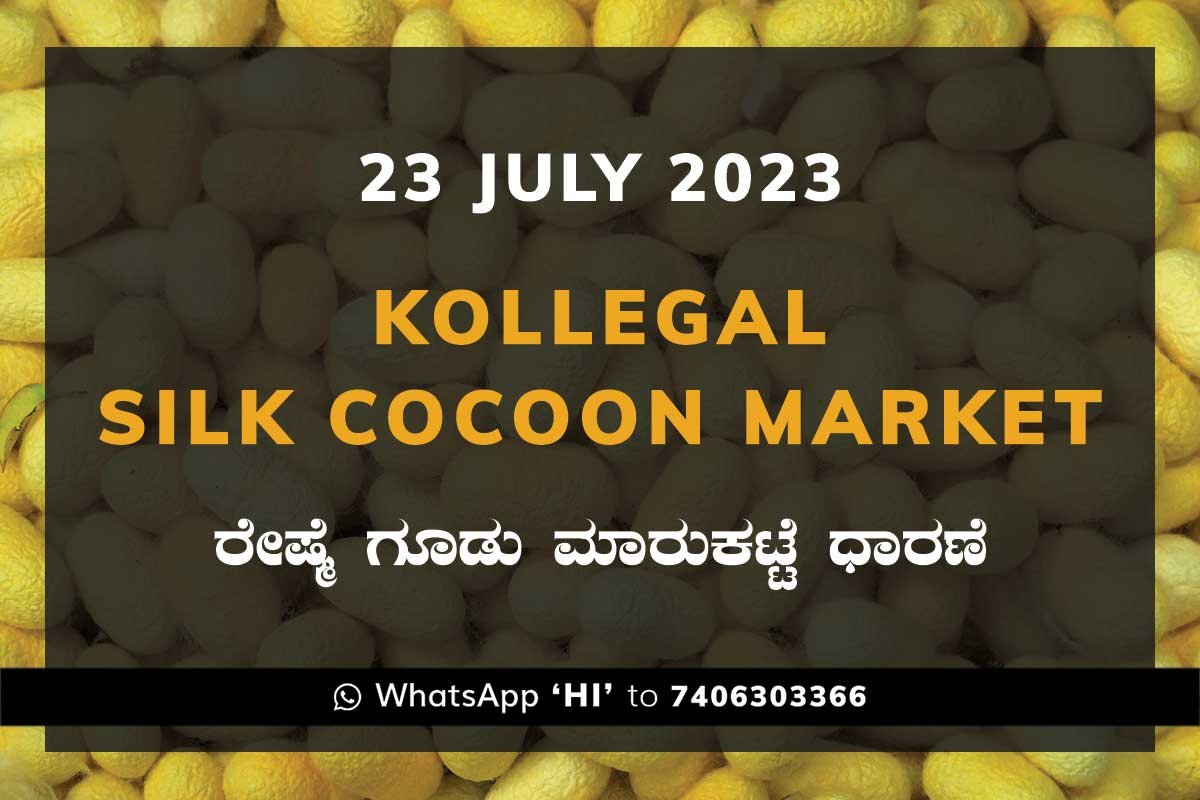 23JulKa01b Kollegal Silk Cocoon Market Price Rate ಕೊಳ್ಳೇಗಾಲ ರೇಷ್ಮೆ ಗೂಡು ಮಾರುಕಟ್ಟೆ ಧಾರಣೆ