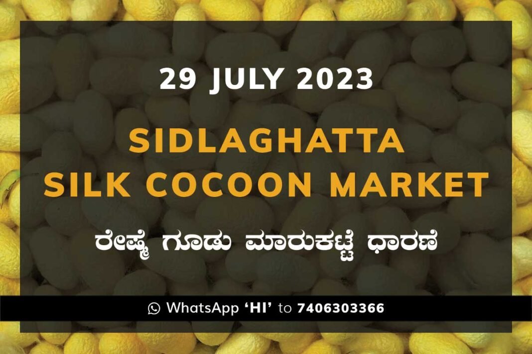 Sidlaghatta Silk Cocoon Market Price Rate ಶಿಡ್ಲಘಟ್ಟ ರೇಷ್ಮೆ ಗೂಡು ಮಾರುಕಟ್ಟೆ ಧಾರಣೆ