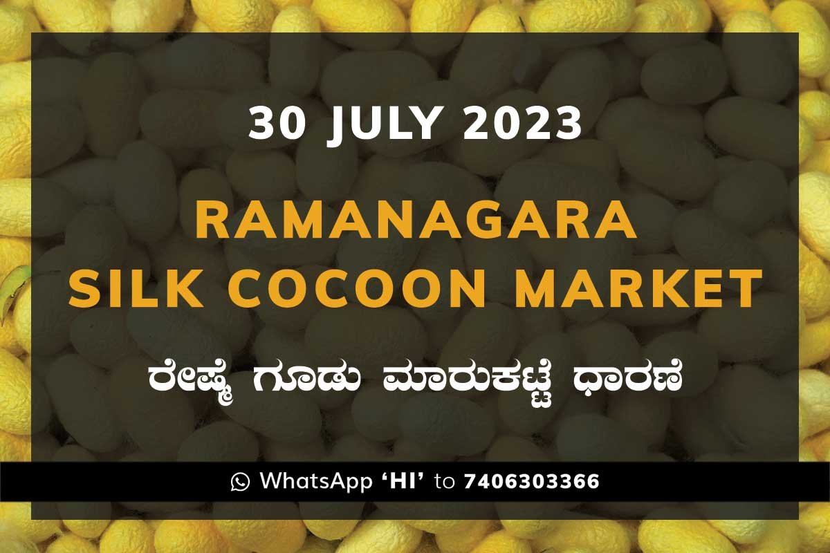 30JulKa01f Ramanagara Silk Cocoon Market ರಾಮನಗರ ರೇಷ್ಮೆ ಗೂಡು ಮಾರುಕಟ್ಟೆ ಧಾರಣೆ