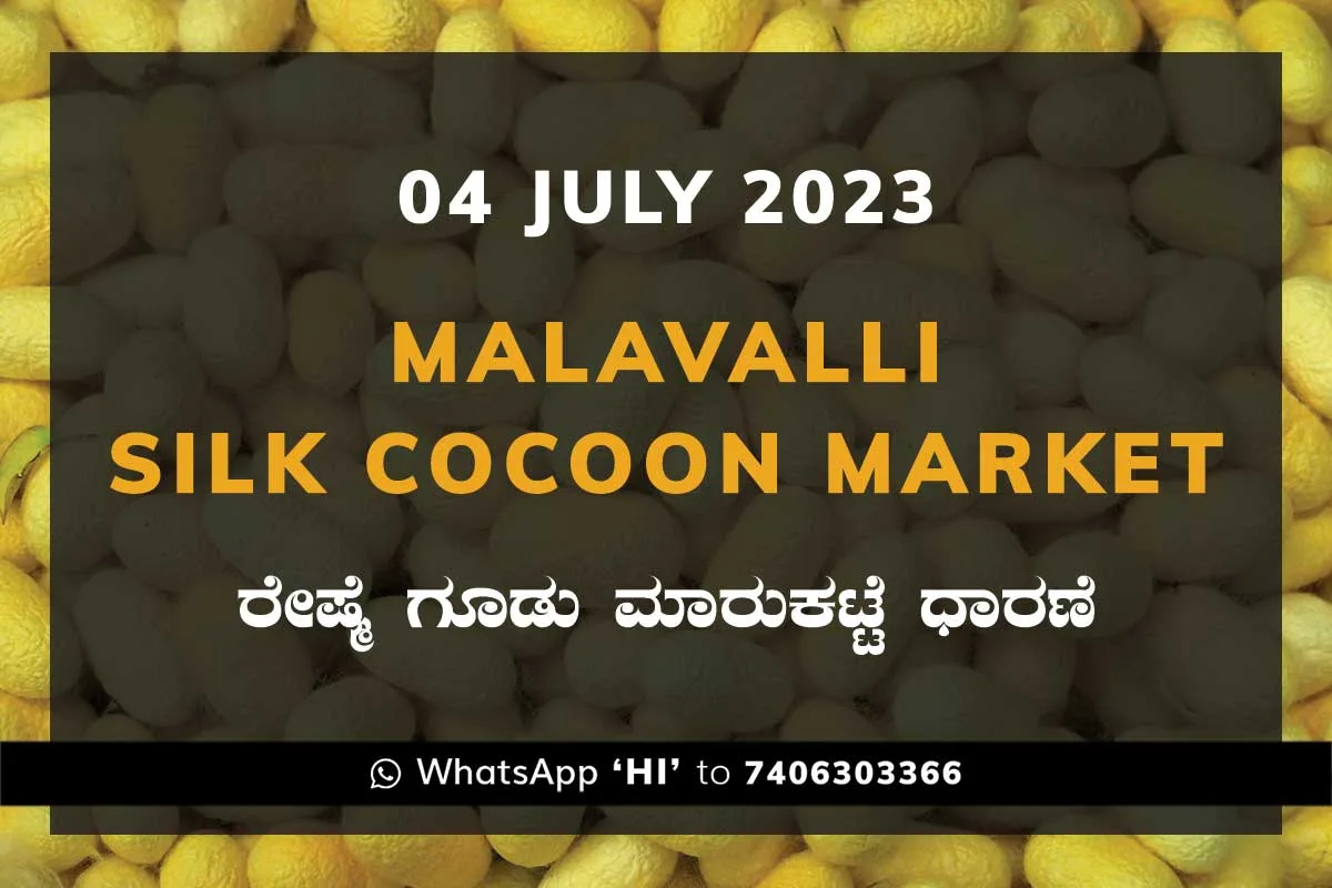 4JulKa02ac Malavalli Silk Cocoon Market Price Rate ಮಳವಳ್ಳಿ ರೇಷ್ಮೆ ಗೂಡು ಮಾರುಕಟ್ಟೆ ಧಾರಣೆ